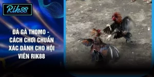 Đá Gà Thomo - Cách Chơi Chuẩn Xác Dành Cho Hội Viên RIK88