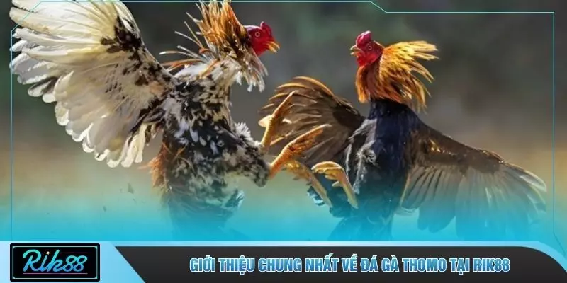 Giới thiệu chung nhất về đá gà Thomo tại RIK88