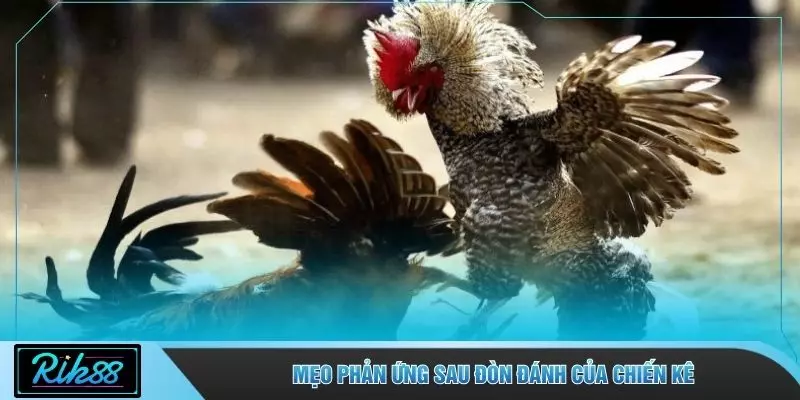 Mẹo phản ứng sau đòn đánh của chiến kê