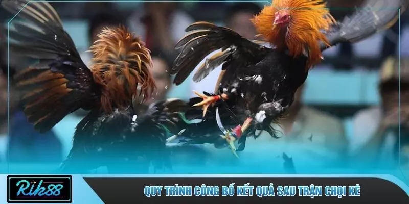 Quy trình công bố kết quả sau trận chọi kê